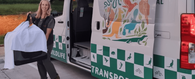 A whistling kite being delivered to the Northern Rivers Wildlife Hospital in the Wildlife Transport van