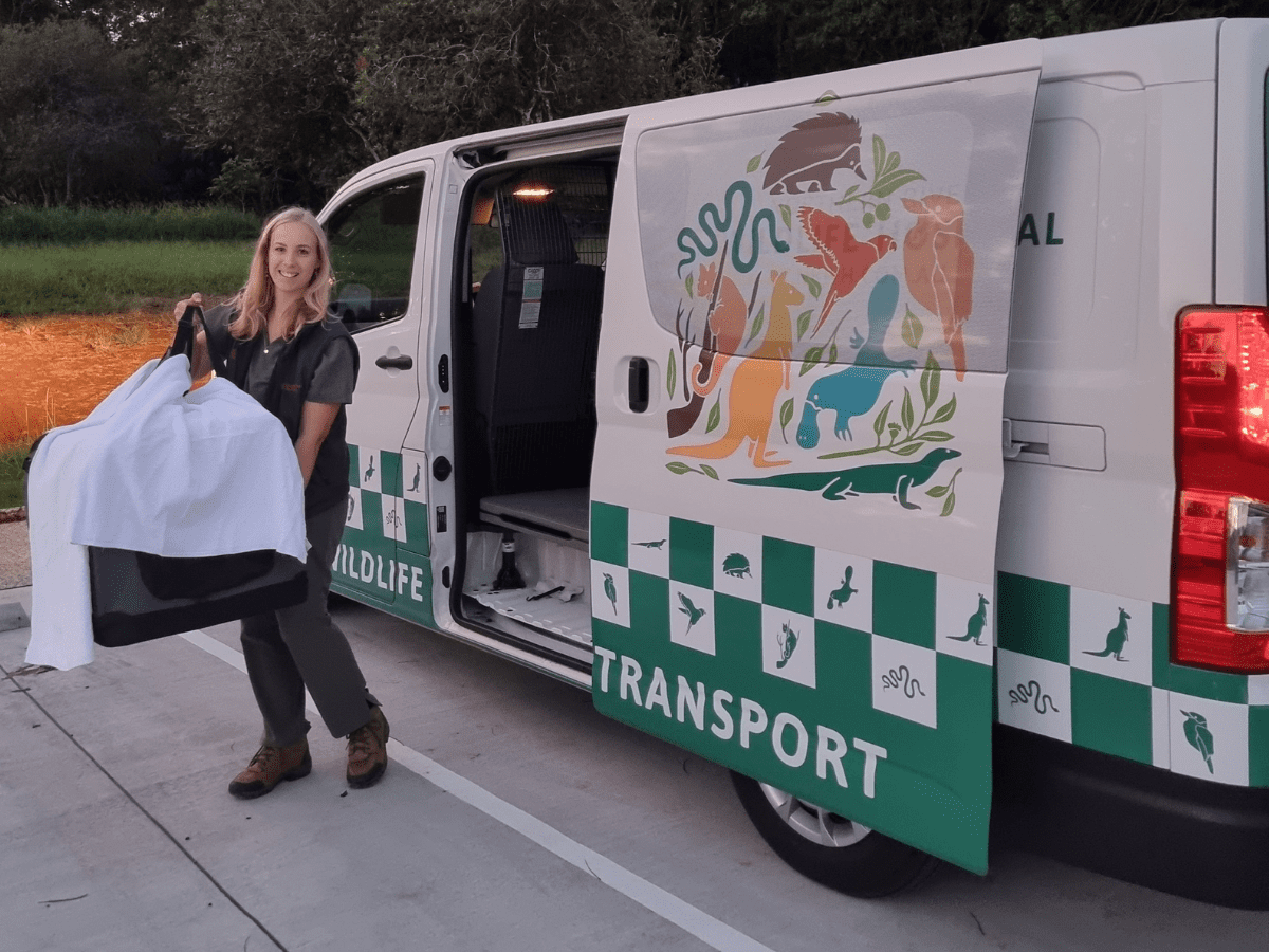 A whistling kite being delivered to the Northern Rivers Wildlife Hospital in the Wildlife Transport van A whistling kite being delivered to the Northern Rivers Wildlife Hospital in the Wildlife Transport van