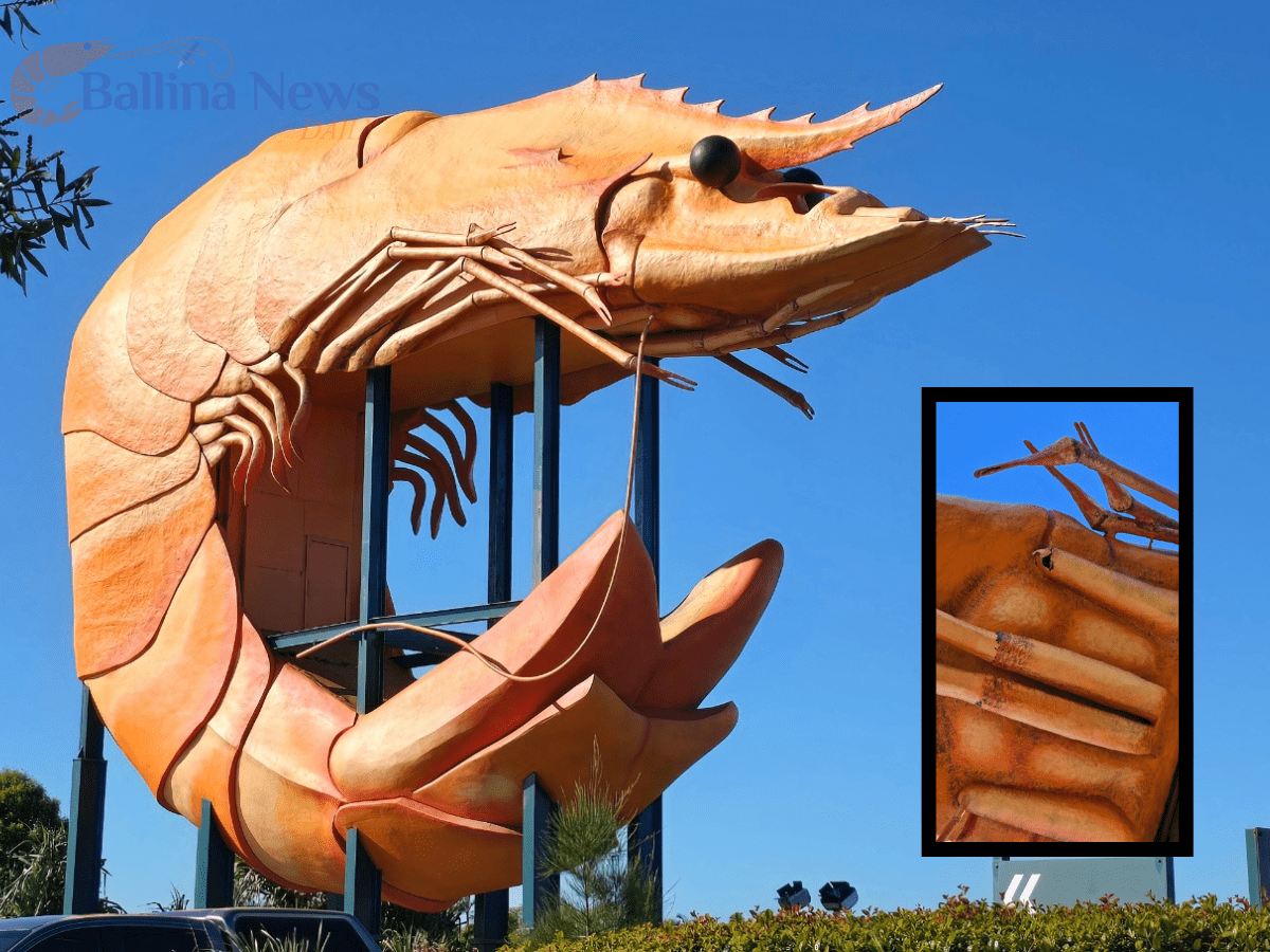 Big Prawn, one feeler down The Big Prawn lost a feeler in the strong winds brought by Cyclone Alfred in March.