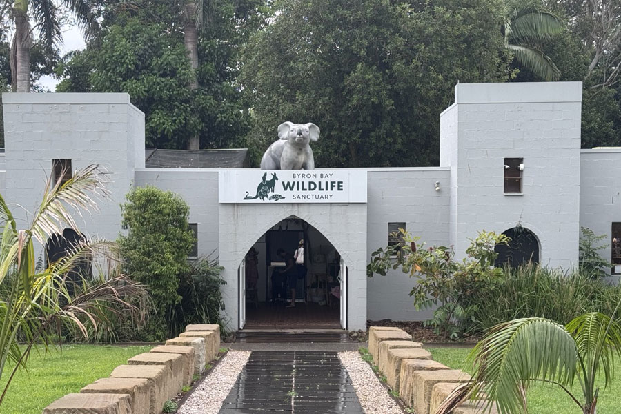 Ballina News Daily. BBWildlife