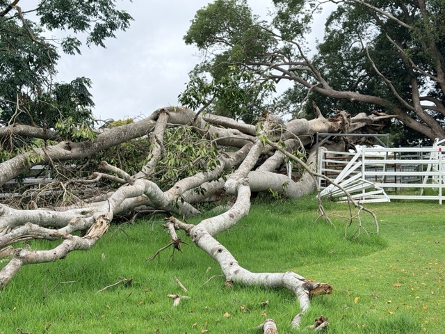 BallinaNewsDaily_tree damage Alstonmville show