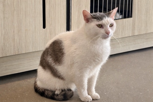 BallinaNewsDaly_POTW NRAS Chai