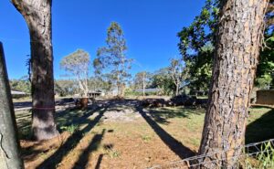 BallinaNewsDaily_Ross Lane tree clearing site